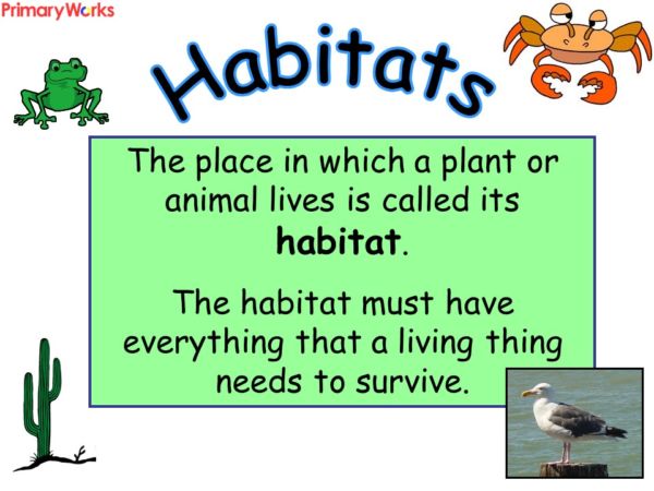 Habitats PowerPoint For KS2 KS1 Children For A Habitats Geography Or 